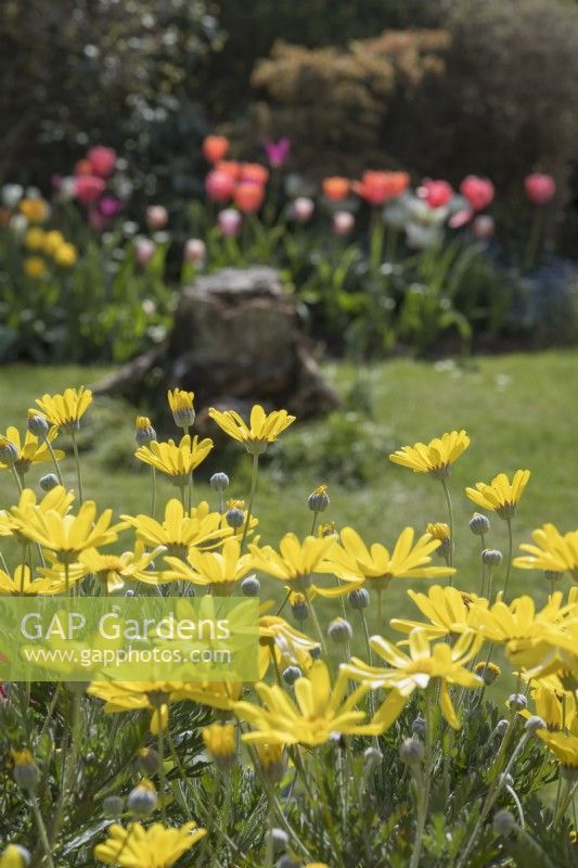 Euryops pectinatus with tulips and old tree stump in lawn
