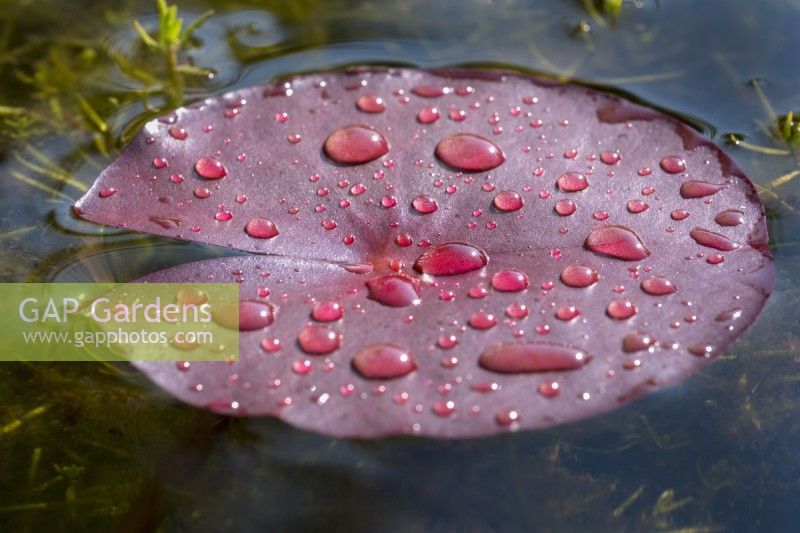 Nymphaea - Emergent Water Lily leaf with rain drops