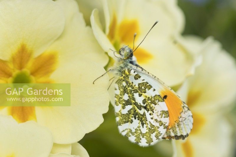 Anthocharis cardamines - Male Orange Tip Butterfly resting on Primula flowers
