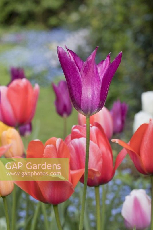 Pastel tulip display including Lily flowered tulip 'Purple Dream'