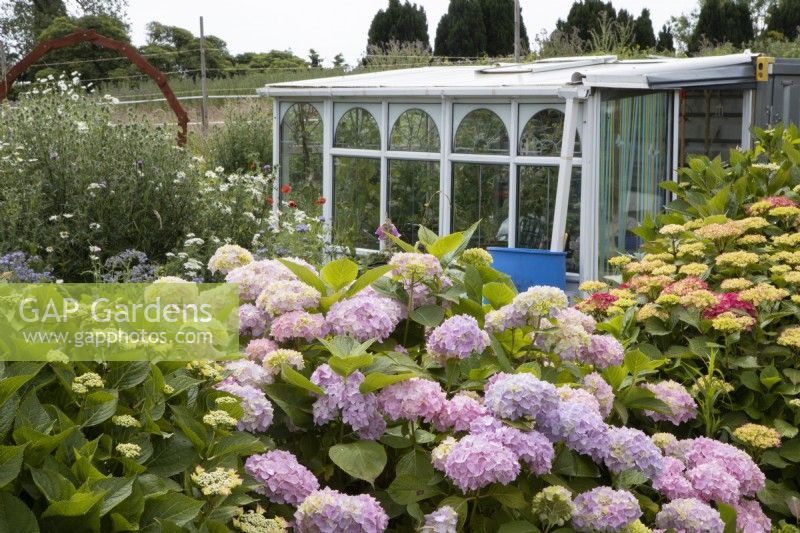 An old conservatory has been repurposed to make a greenhouse/potting shed. Within an informal cottage style garden with hydrangeas in the foreground. Derrydown, an NGS garden. July. Summer. 