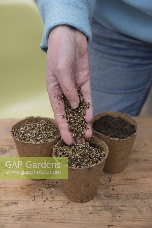 Adding vermiculite after sowing seed of Courgette 'Romanesco' in compostable pots