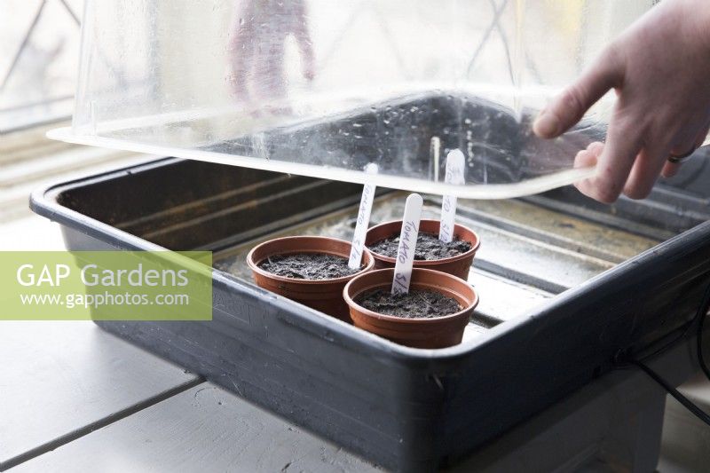 Sowing tomato seed in plastic containers and placing in propagator