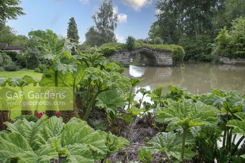 View through Gunnera manicata to the ruins of the old bridge at Mill Street Garden - May