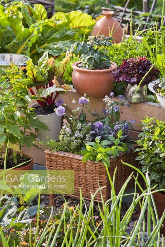 Vegetables and herbs grown in containers.