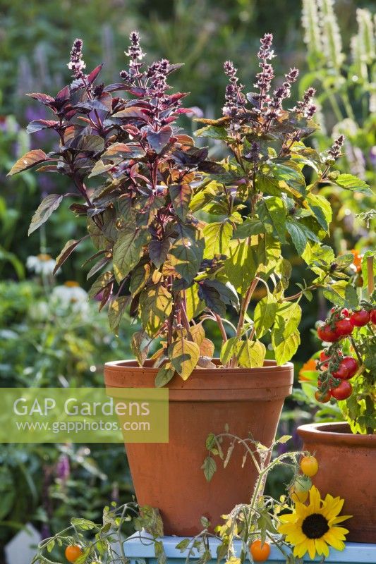 Pot grown Ocimum basilicum 'Purpurascens' - Basil Red Rubin.