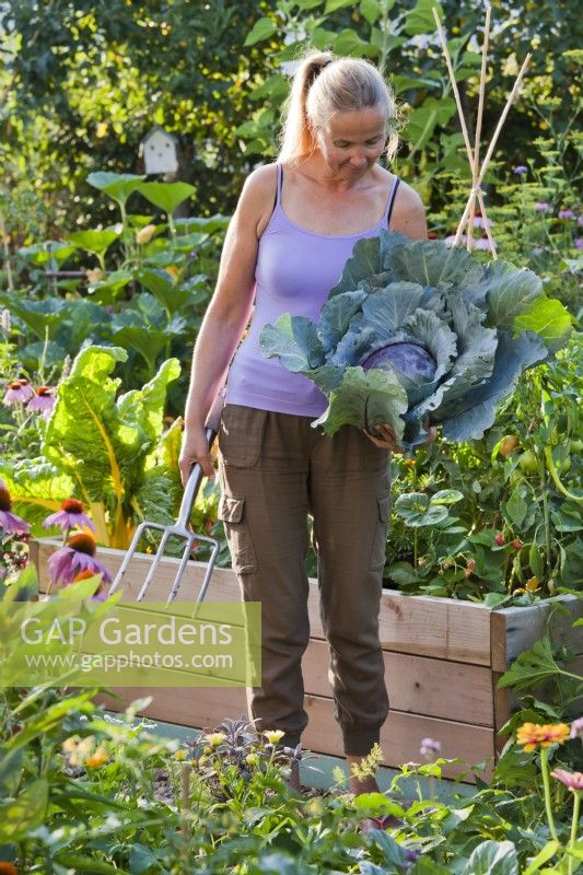 Woman harvesting cabbage 'Rookie F1'.