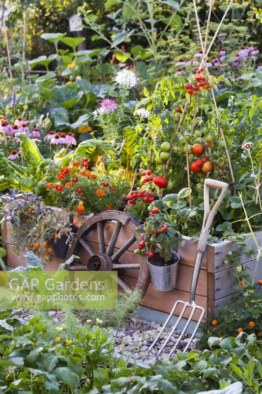 Hanging pots with dwarf tomatoes, tools and raised bed with Swiss chard, Tagetes patula and tomato growing up cane support.