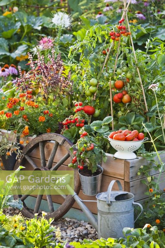 Hanging pots with dwarf tomatoes, colander of harvest, tools and raised bed with purple basil, Tagetes patula and tomato growing up cane support.
