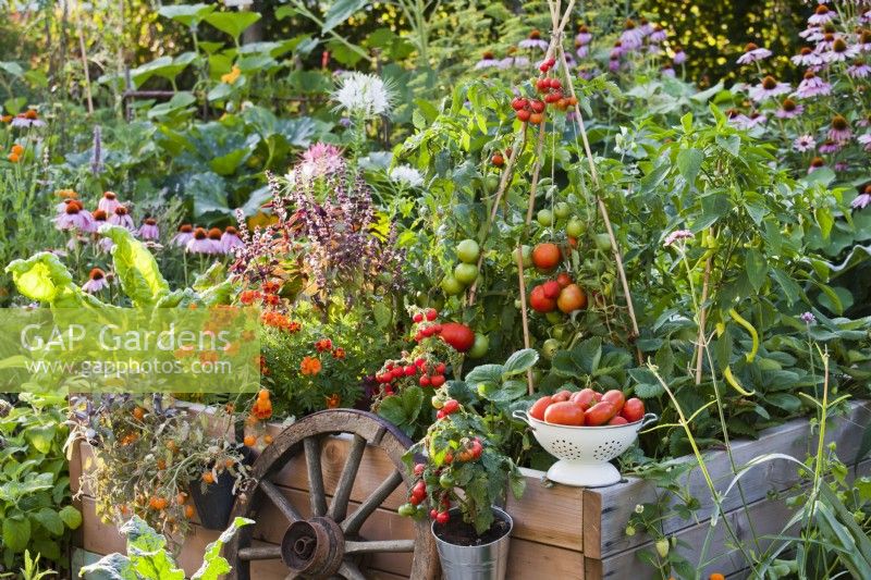 Hanging pots with dwarf tomatoes, colander of harvest, tools and raised bed with Swiss chard, purple basil, Tagetes patula, peppers and tomato growing up cane support.
