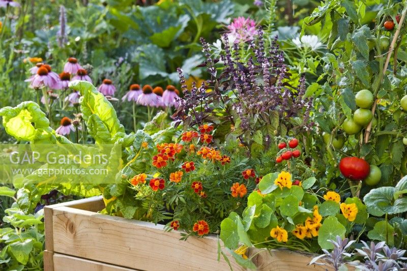 Raised bed with Swiss chard, Tagetes patula, purple basil, nasturtium and tomato growing up cane support.