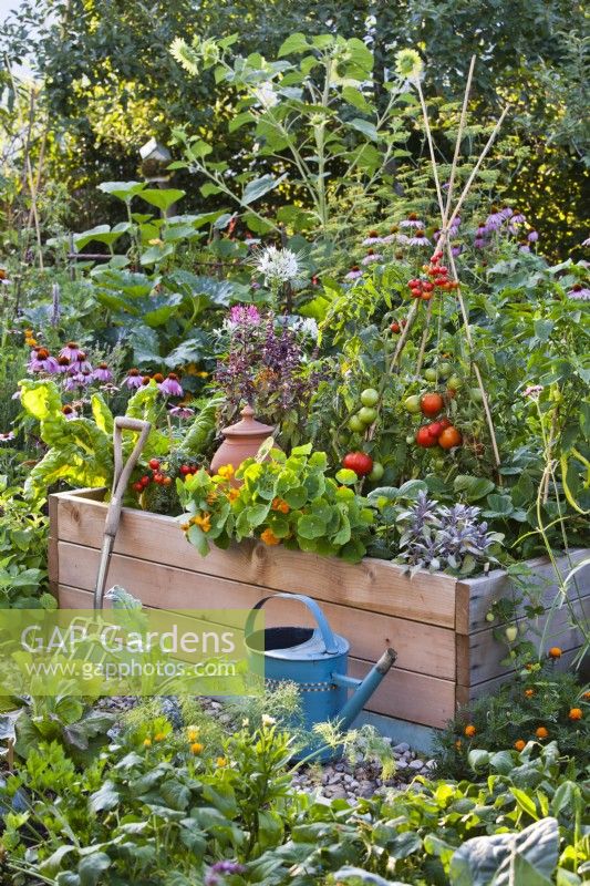 Organic kitchen garden with raised bed planted with tomatoes, peppers, purple sage, nasturtium, basil and Swiss chard.