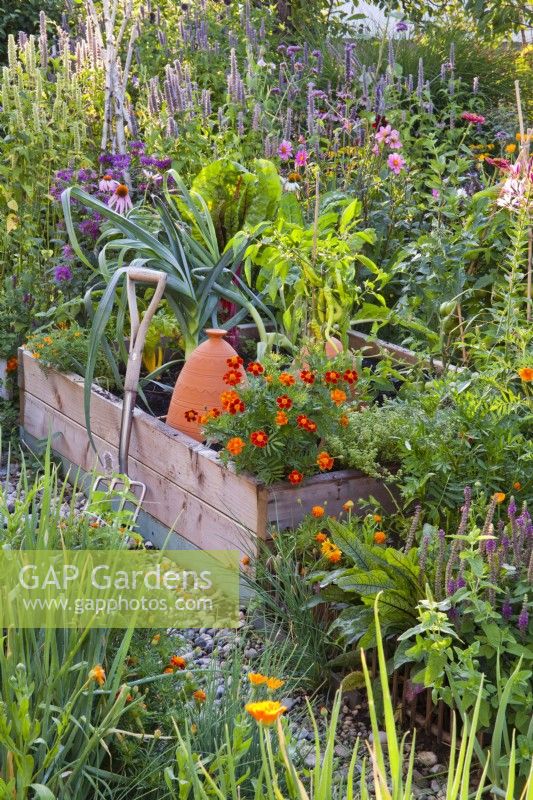 Raised bed in organic kitchen garden. Plants are Allium fistulosum, Calendula officinalis, Teucrium hircanicum, Tagetes patula, Rumex sanguineus, peppers, leek and thyme.