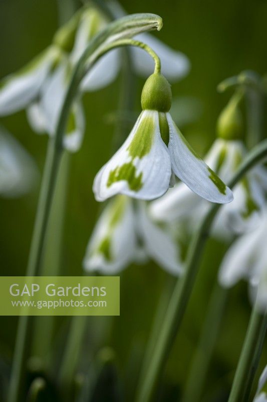 Galanthus 'Pieces Of Eight'