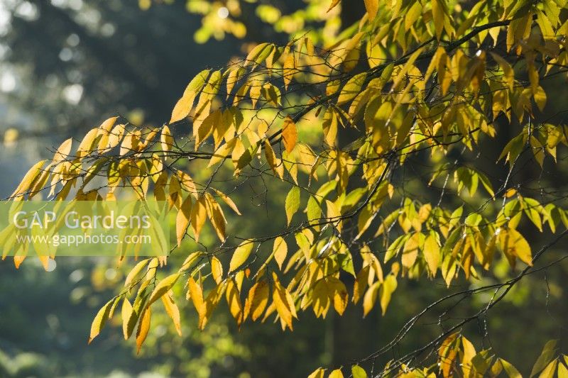 Zelkova serrata - Japanese zelkova -  keaki. Autumn colour. November