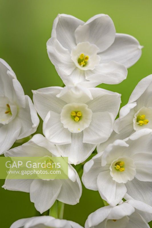 Narcissus 'Ziva' flowering in winter - December