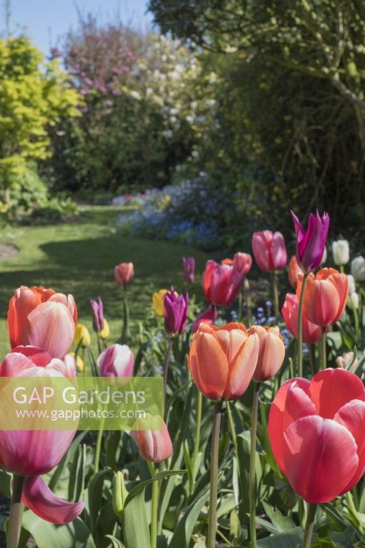 Pastel tulip display in garden border