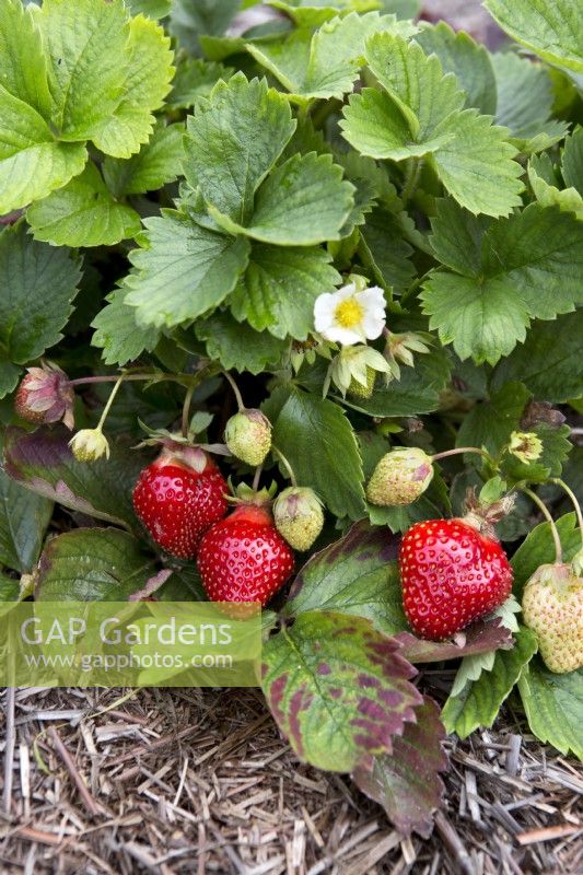 Strawberry Parfum Freeclimber growing plants with fruit and flower
