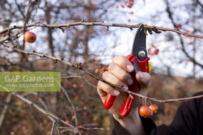 Secateurs used to prune woody stems