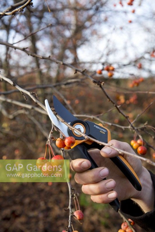 Secateurs used to prune woody stems
