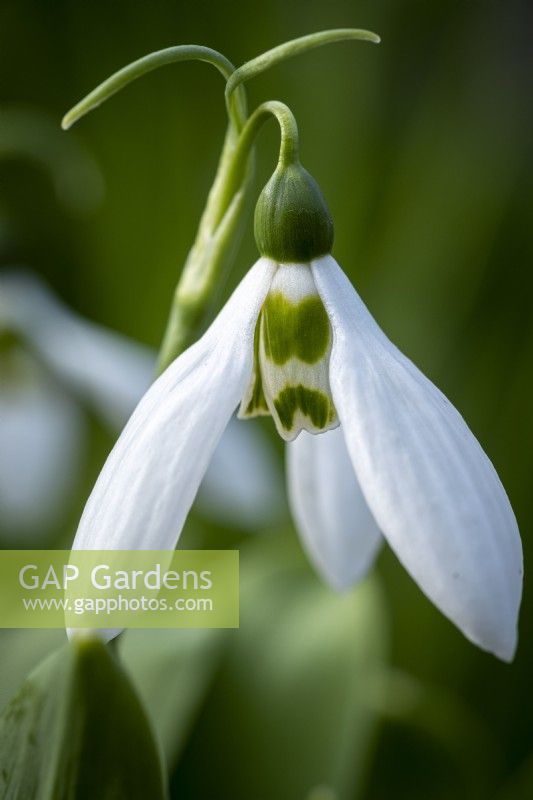 Galanthus 'Anglesey Candlelight'