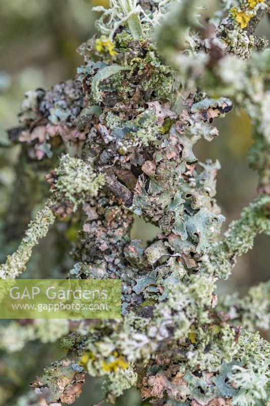 Mixed Lichens including Parmelia sulcata growing on a branch in winter - January