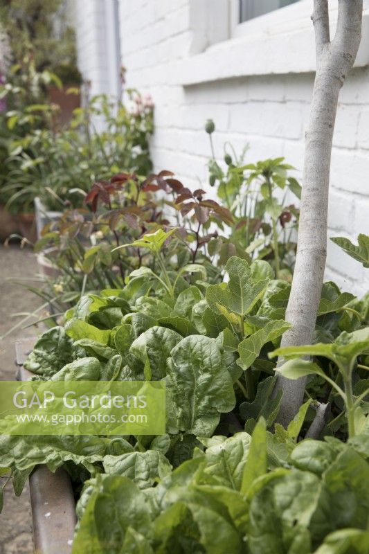 Spinach 'Lazio' growing in galvanized metal container with fig tree in front garden