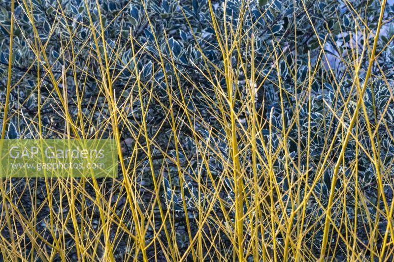Salix alba 'Golden Ness'