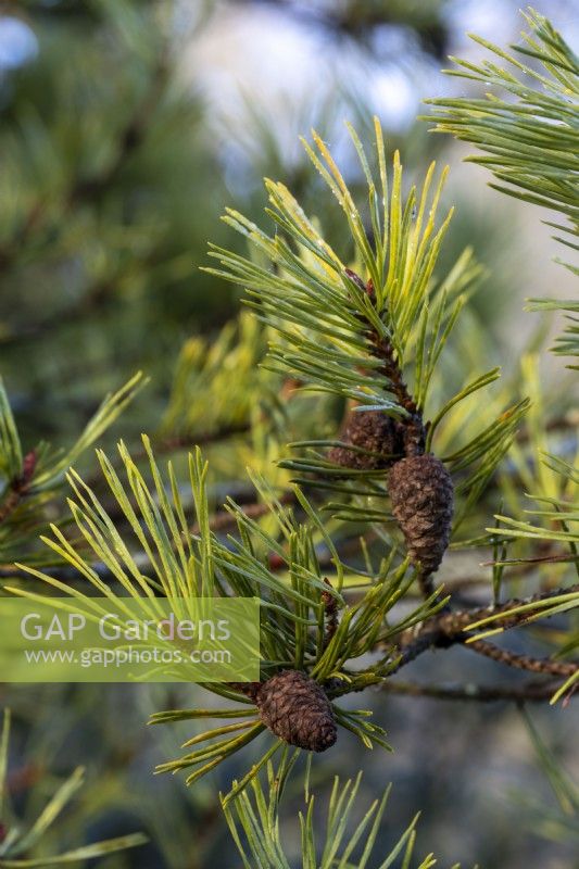 Pinus sylvestris 'Aurea Group'