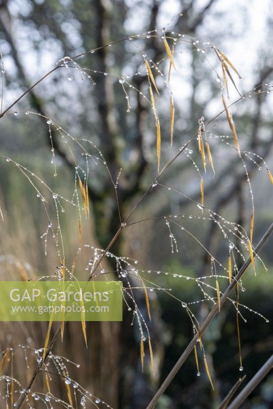 Stipa gigantea, Giant Oat Grass with water droplets