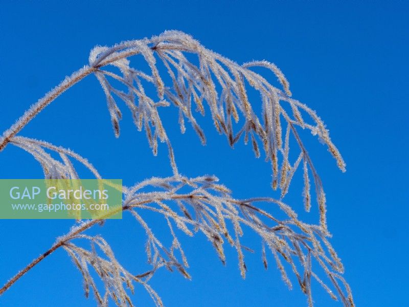 Common Bent - Agrostis capillaris in frost mid winter