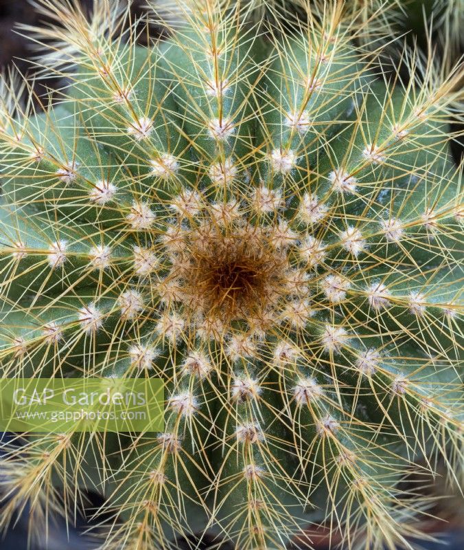Parodia magnifica - Close up of cactus spines