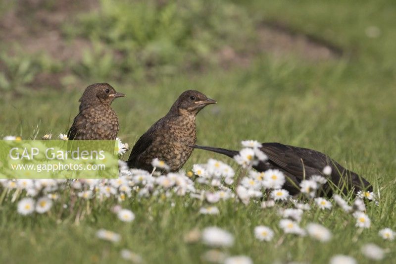 Turdus merula - Blackbird - adult male foraging for two juveniles on lawn with daisies