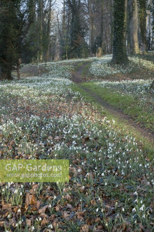 Galanthus - Snowdrops in woodland - Horstead house Norfolk UK