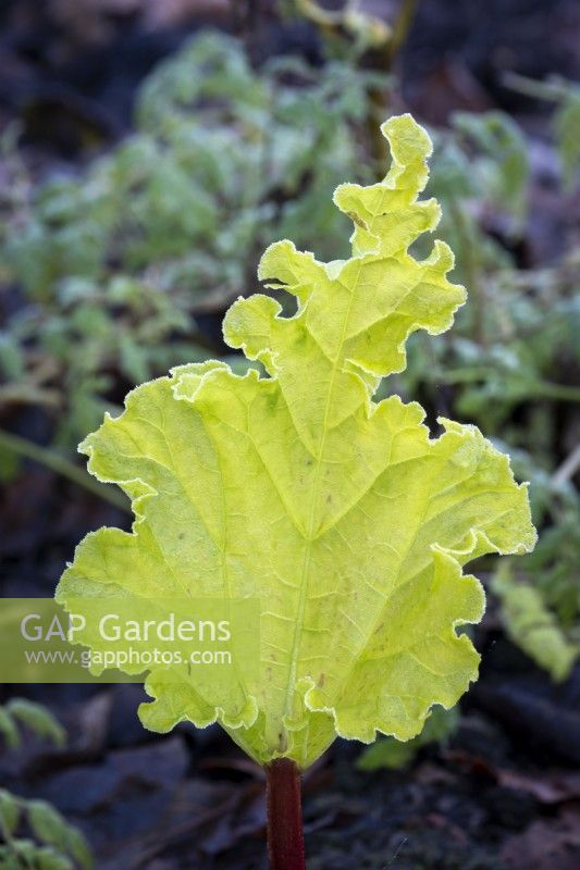 Rhubarb 'Baker's All Season' early leaf showing in winter