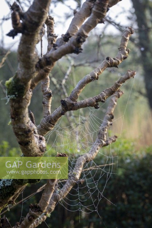Cobweb in branches of tree in winter
