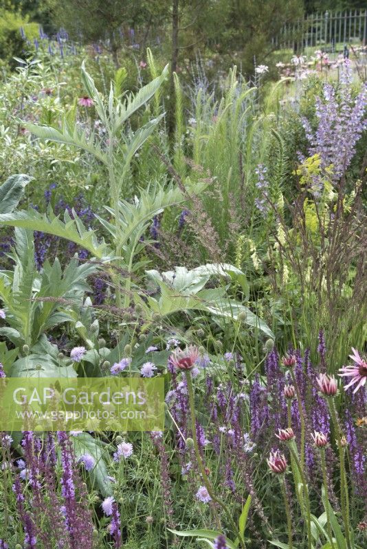 Border with Cynara cardunculus in the Iconic Horticultural Hero Garden. A Climate Resilient Perennial Meadow. Hampton Court Flower Festival 2021