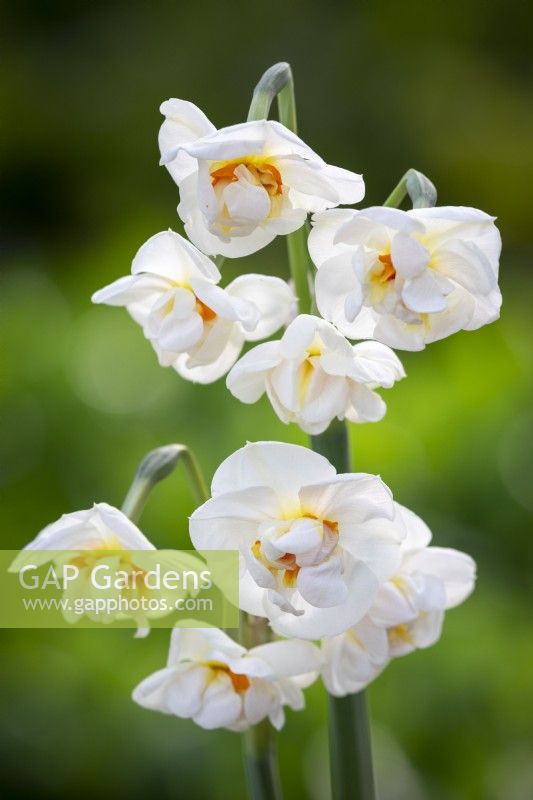 Double Narcissus 'Abba'
