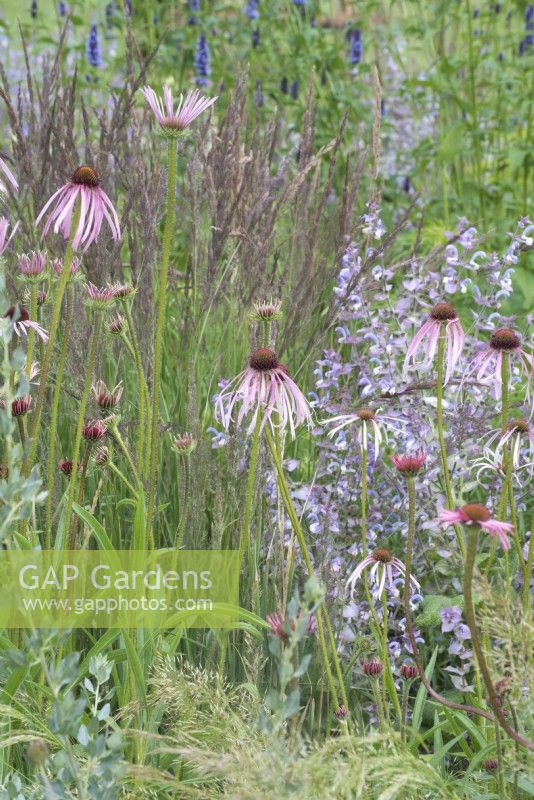 Border with Echinacea pallida - Cone flowers and other perennials in the Iconic Horticultural Hero Garden. A Climate Resilient Perennial Meadow. Hampton Court Flower Festival 2021, 