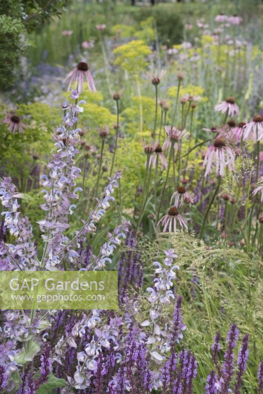  Border with Salvia sclarea Var. turkestanica in the Iconic Horticultural Hero Garden. A Climate Resilient Perennial Meadow. Hampton Court Flower Festival 2021 Credits Design' Tom Stuart Smith