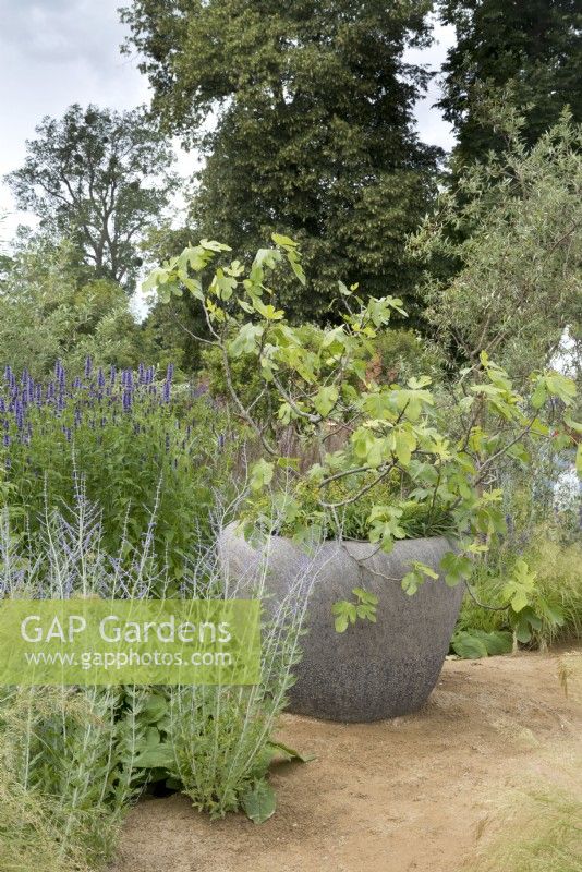Figus carica in a large pot - Iconic Horticultural Hero Garden by Tom Stuart-Smith - RHS Hampton Court Palace Festival 2021