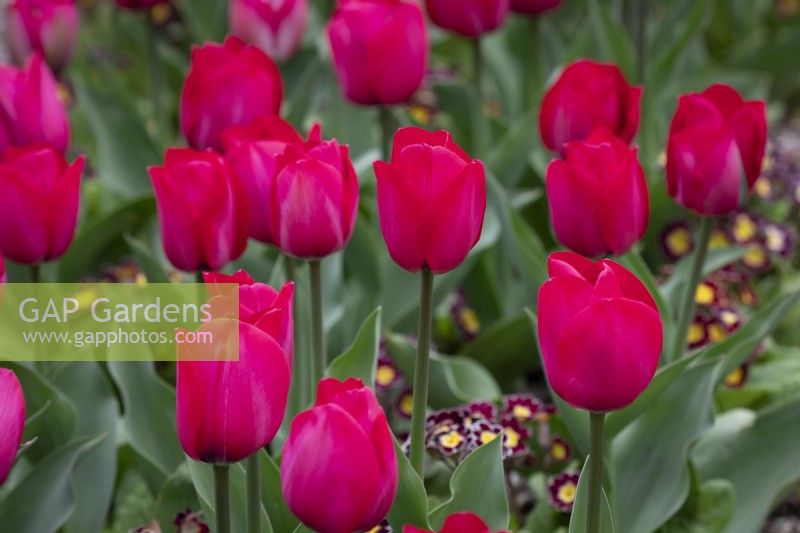 Tulipa 'Spryng Tide' underplanted with Polyanthus 'Victorian Lilac Lace' F1