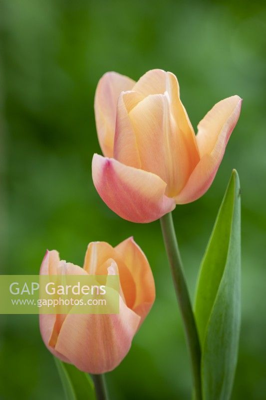 Tulipa 'Apricot Favourite'