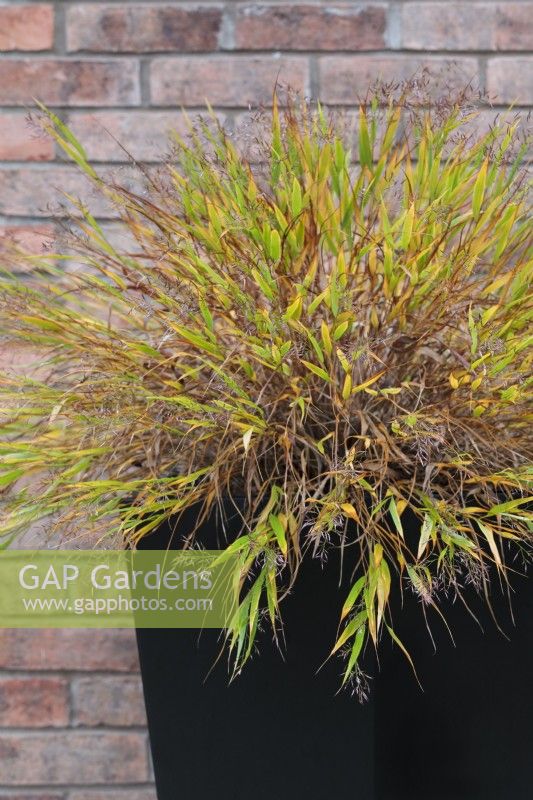 Flowering Hakonechloa macra in black contemporary container against brick wall