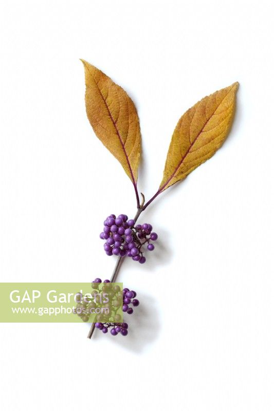 Callicarpa bodineri berries and leaves on white background