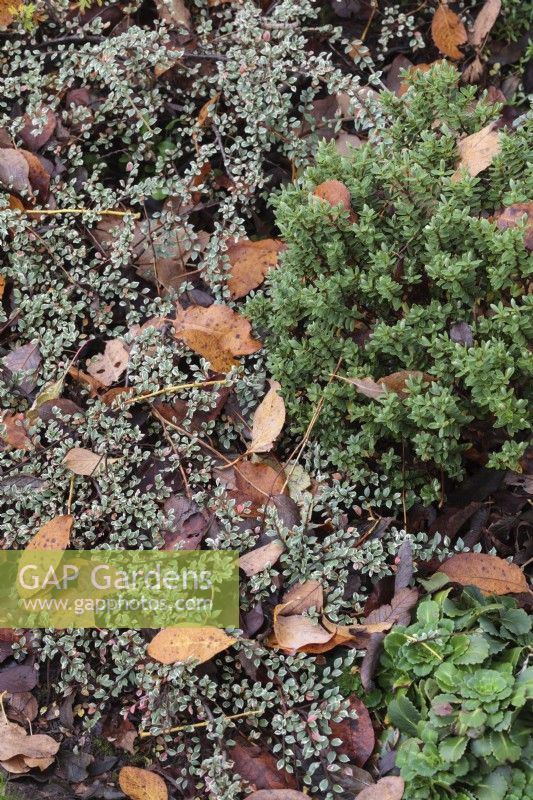 Cotoneaster atropurpureus 'Variegatus' and Hebe covered in fallen Autumn leaves