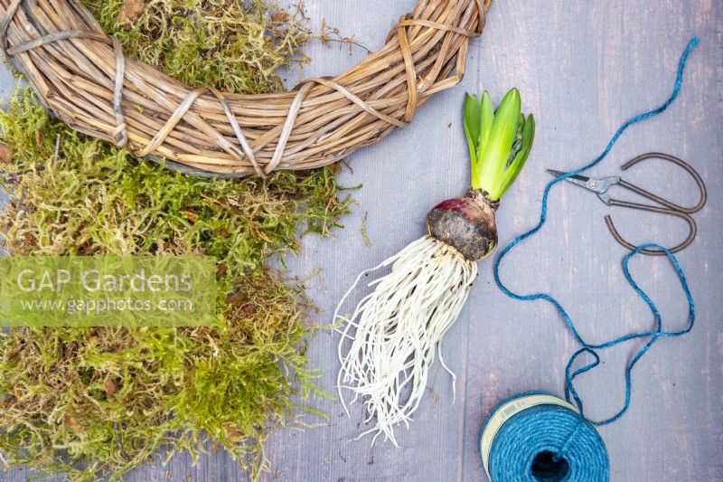 Hyacinth bulb, wreath, string, garden scissors and moss laid out on a wooden surface