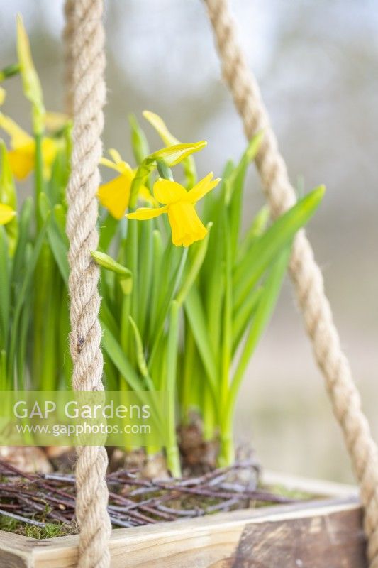 Hanging Narcissus arrangement