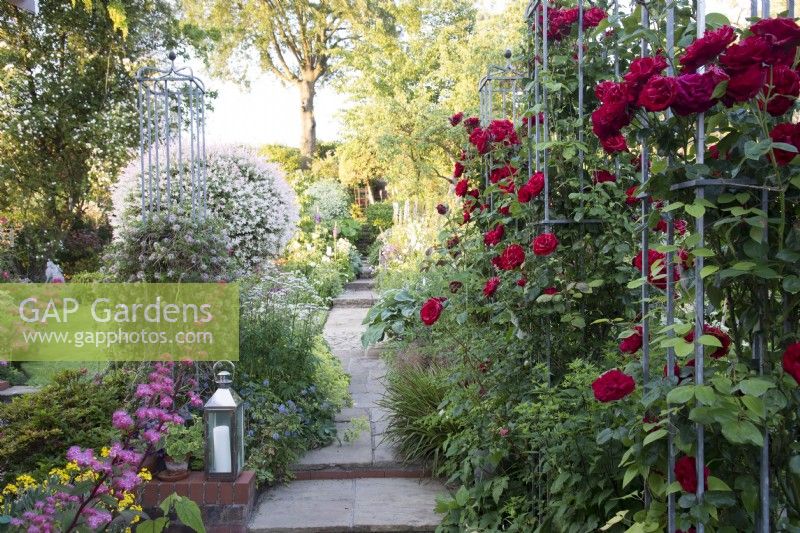 View of summer flowering borders in a cottage country garden with  Rosa 'Dublin Bay' on metal obelisk towers  