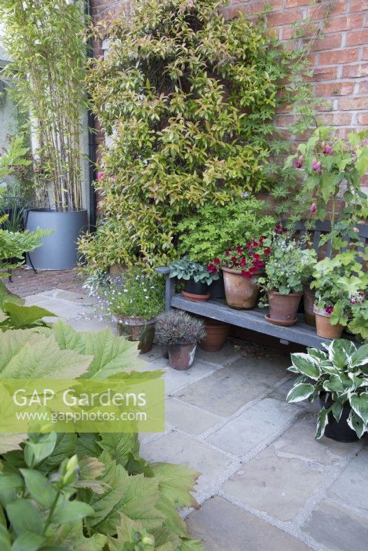 Pots on a patio including a Pyracantha trained on a house wall